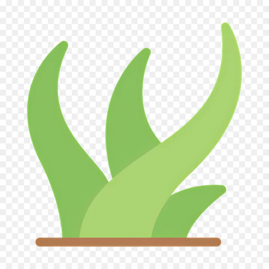 Aloe Vera，Grama PNG