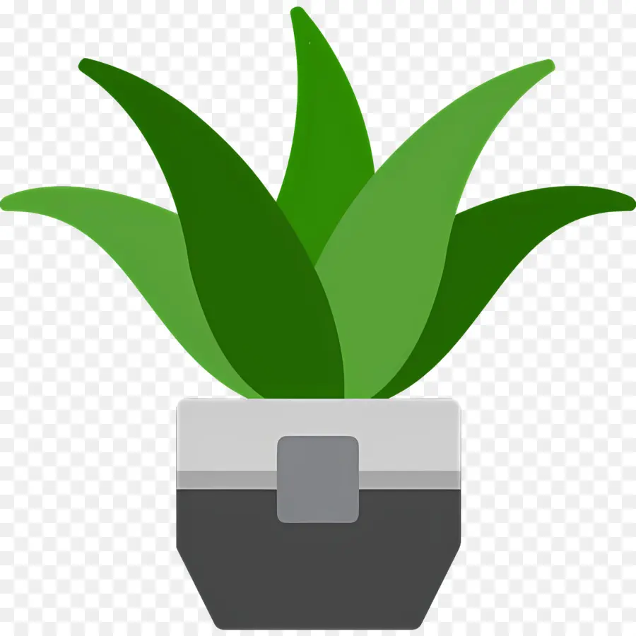 Aloe Vera，Planta Verde PNG