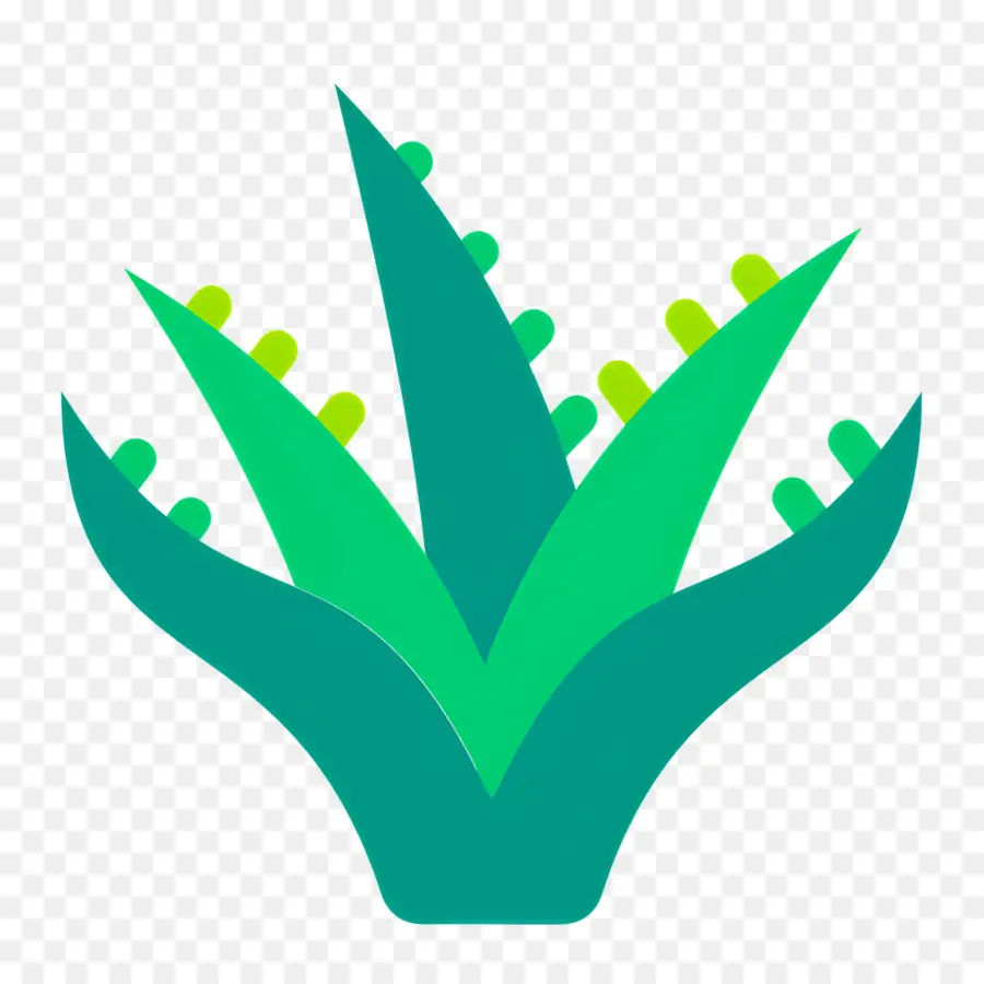 Aloe Vera，Planta Verde PNG