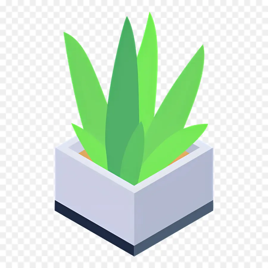 Aloe Vera，Planta Em Vaso PNG