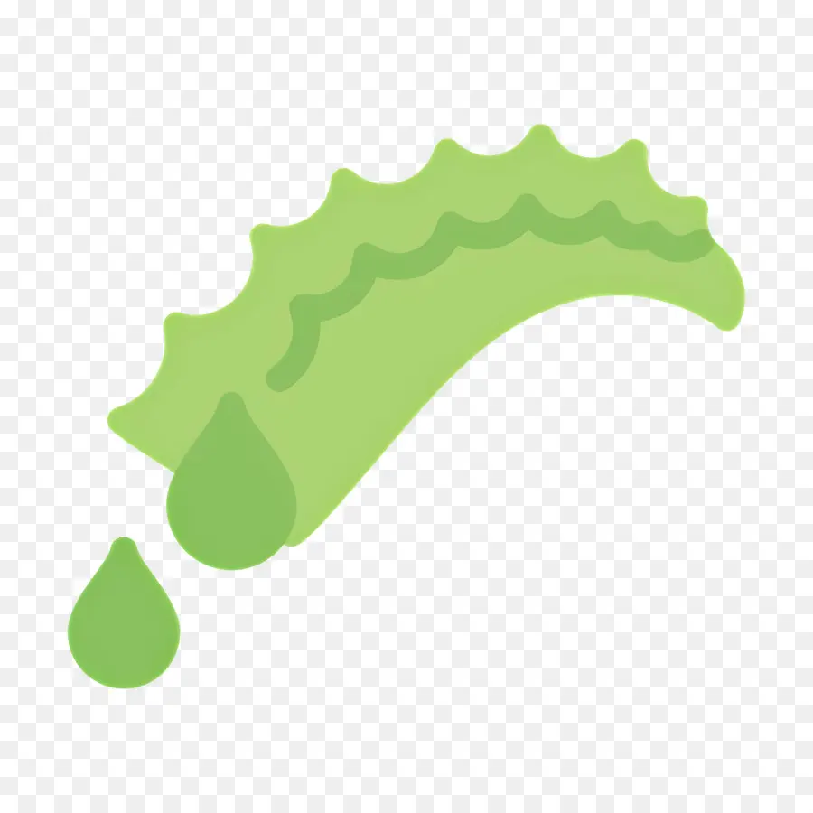 Aloe Vera，Folha PNG