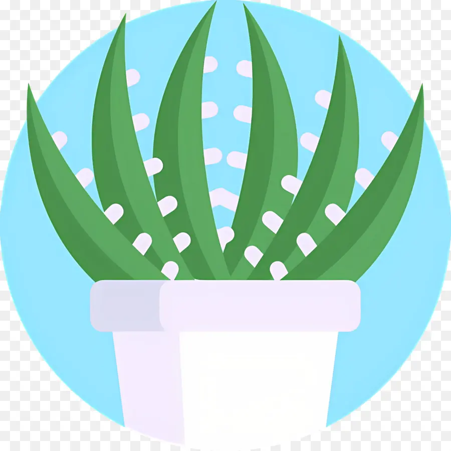 Aloe Vera，Planta Verde PNG