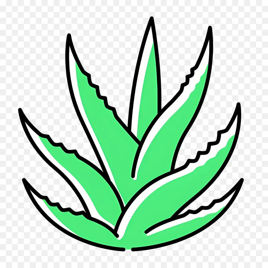 Aloe Vera，Folha PNG