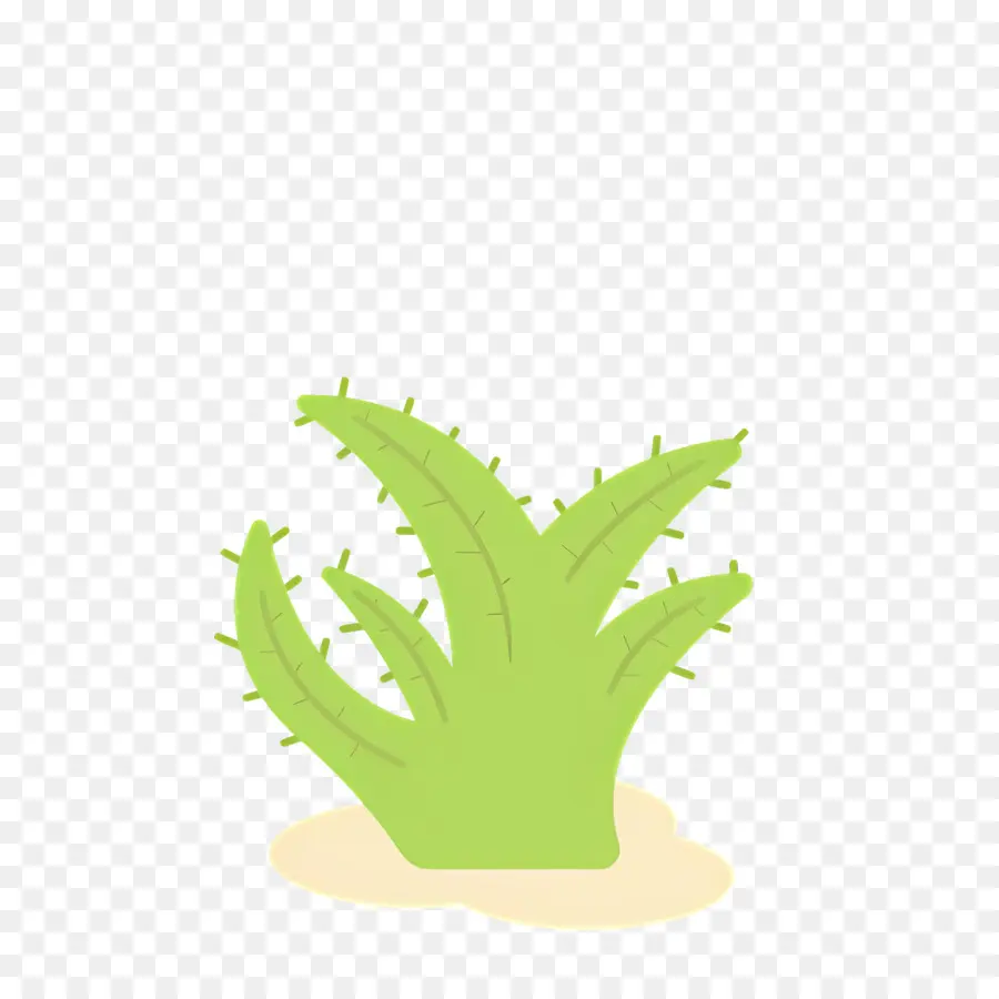 Aloe Vera，Cacto PNG