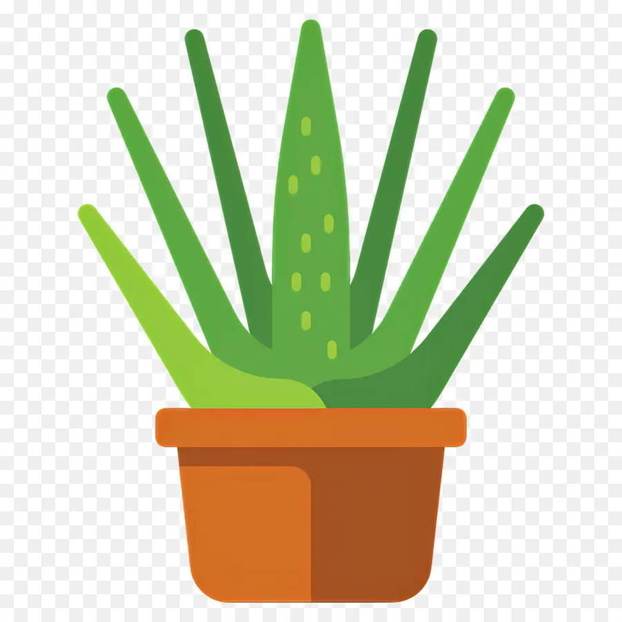 Aloe Vera，Aloe Vera Em Vaso PNG