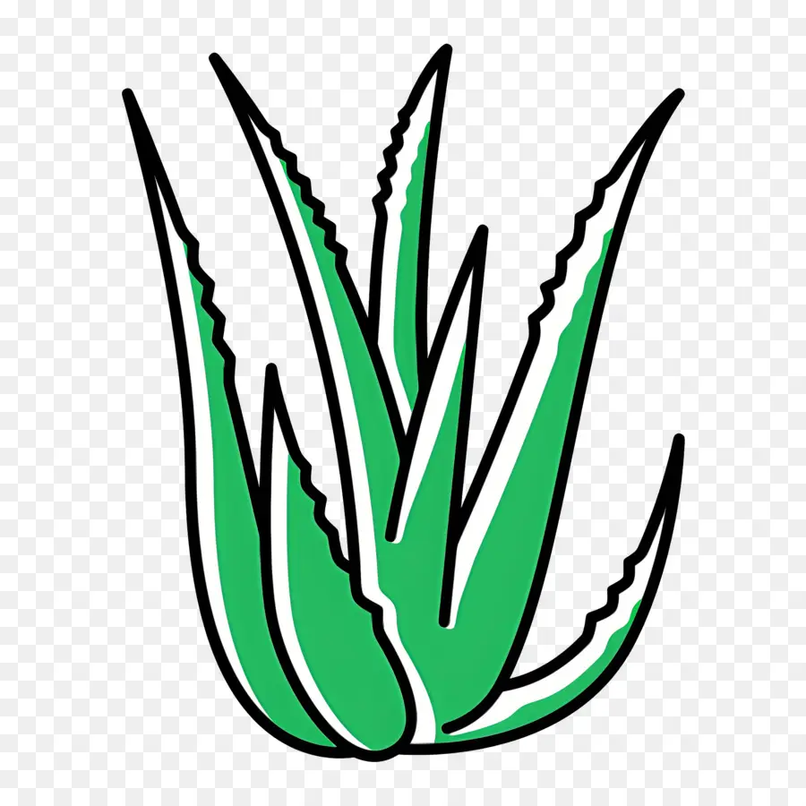 Aloe Vera，Folha PNG