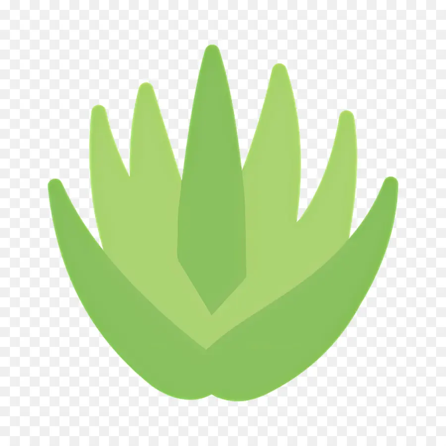 Aloe Vera，Planta Verde PNG