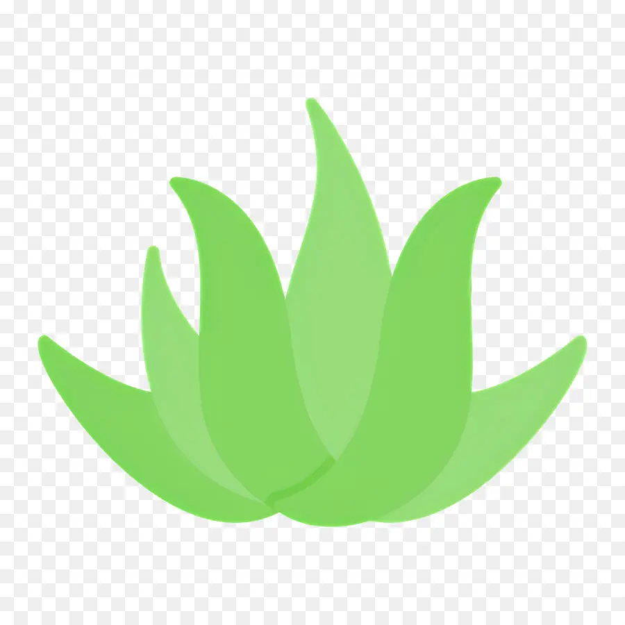 Aloe Vera，Folhas PNG