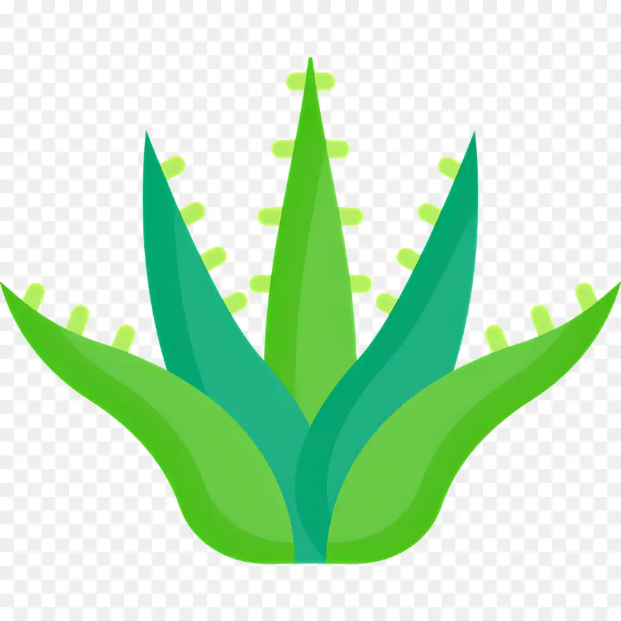 Aloe Vera，Planta Verde PNG