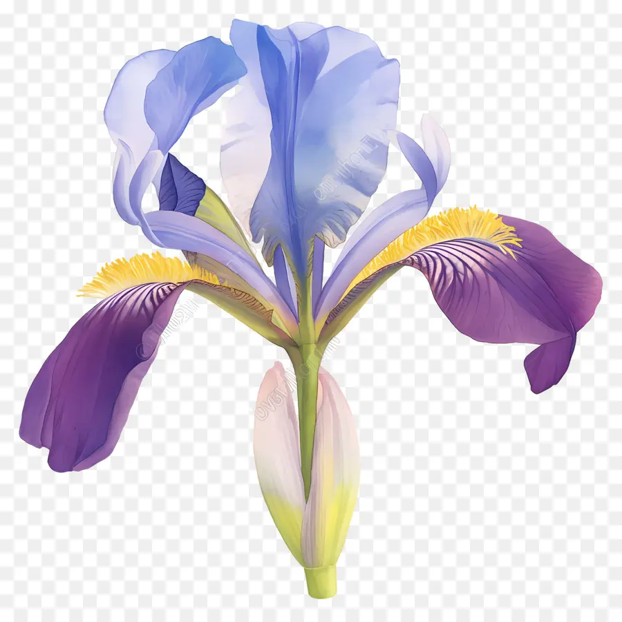 Íris Argelina，Flor De íris PNG