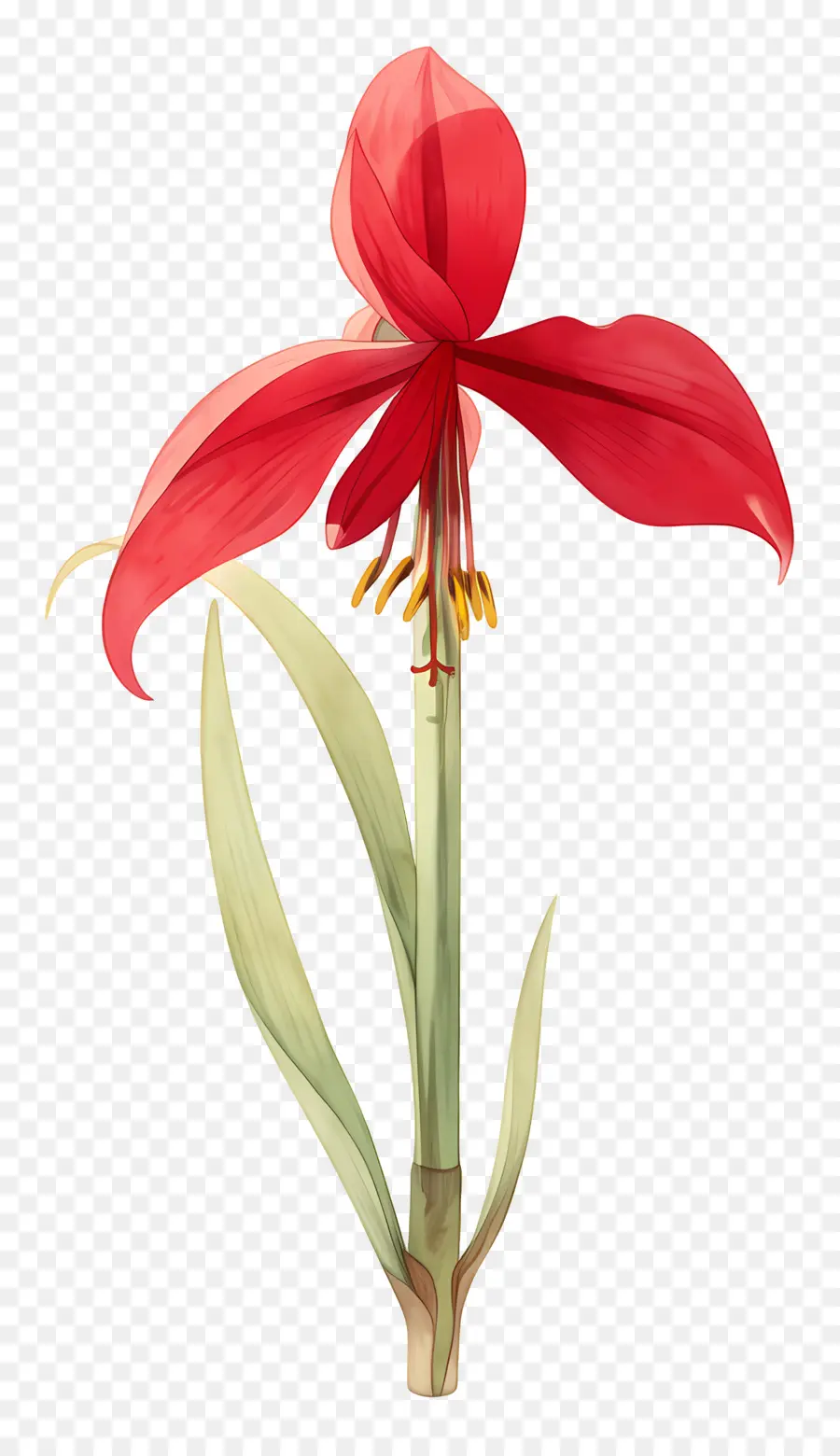 Flor De Amarílis，Flor Vermelha PNG