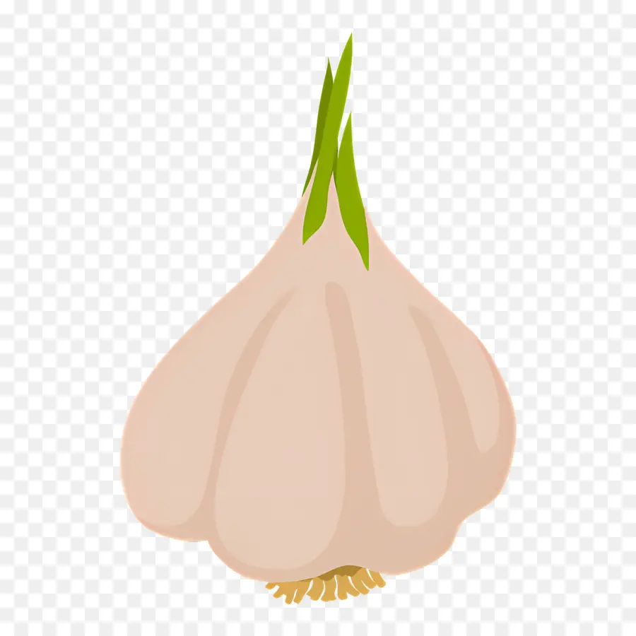 Alho，Vegetal PNG