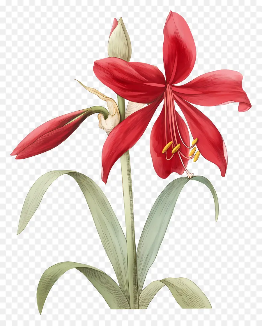 Flor De Amarílis，Flor Vermelha PNG