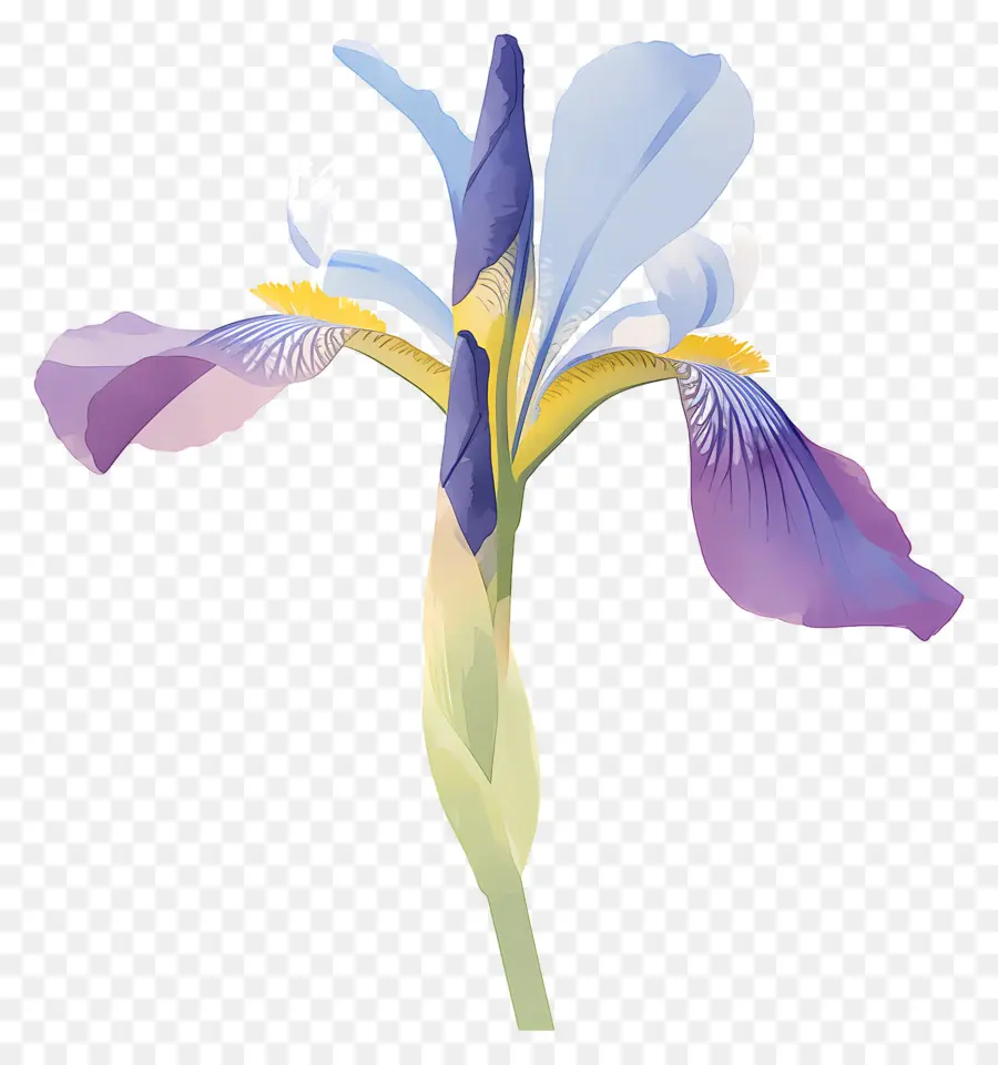 Íris Argelina，Flor De íris PNG