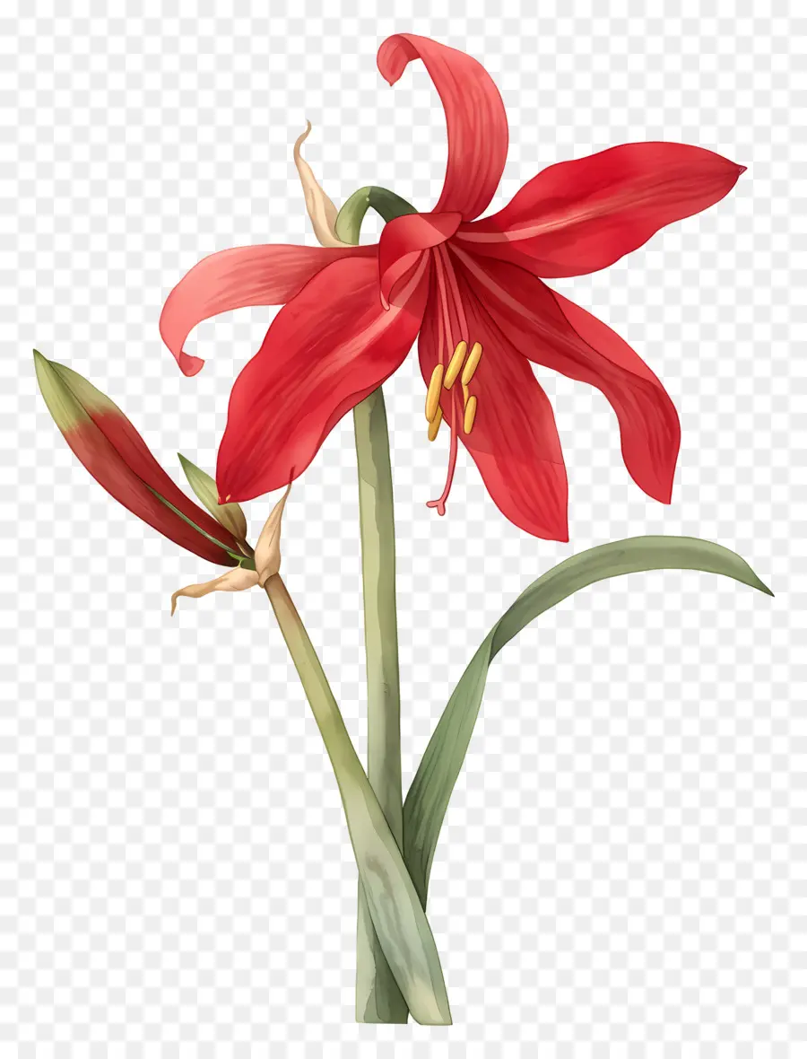 Flor De Amarílis，Flor Vermelha PNG