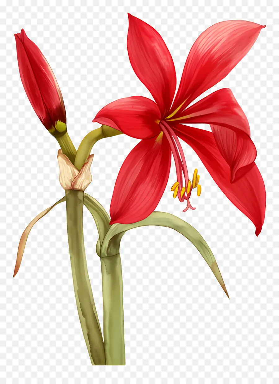 Flor De Amarílis，Flor Vermelha PNG