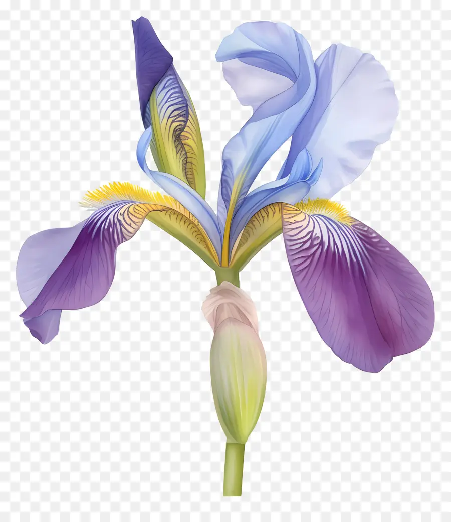 Íris Argelina，Flor De íris PNG