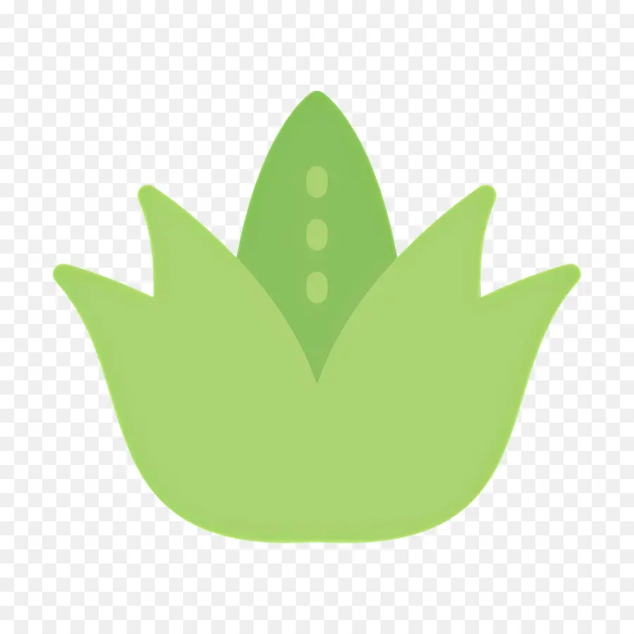 Aloe Vera，Folhas PNG