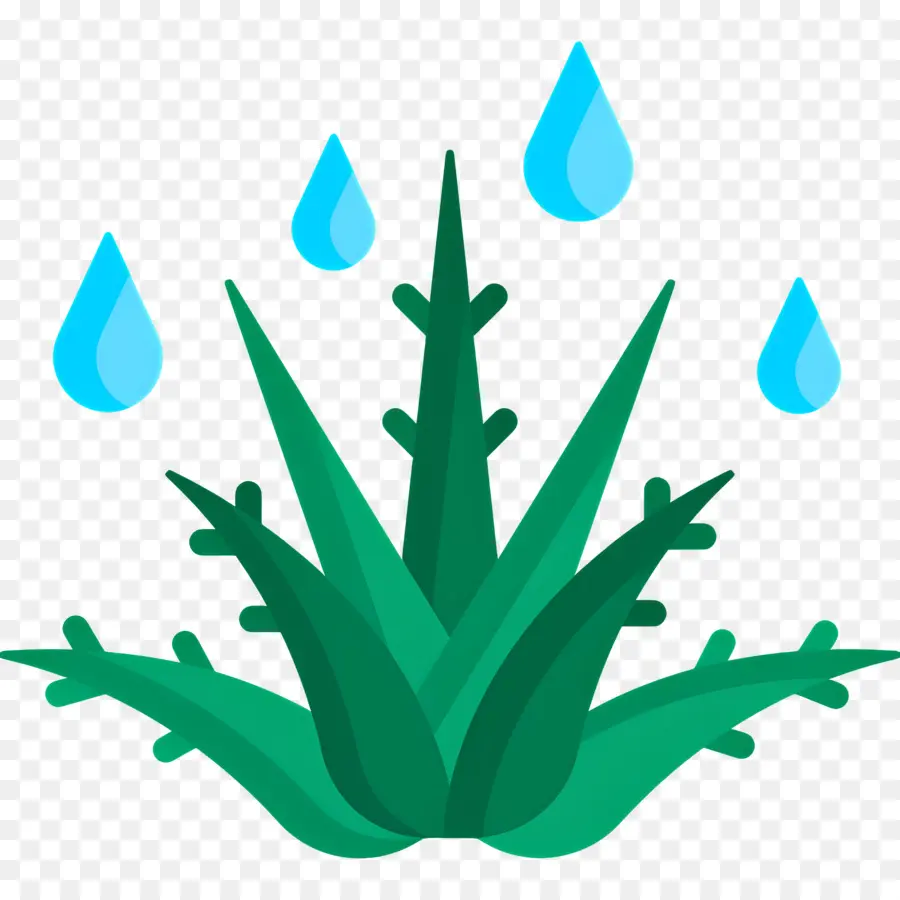 Aloe Vera，Água PNG