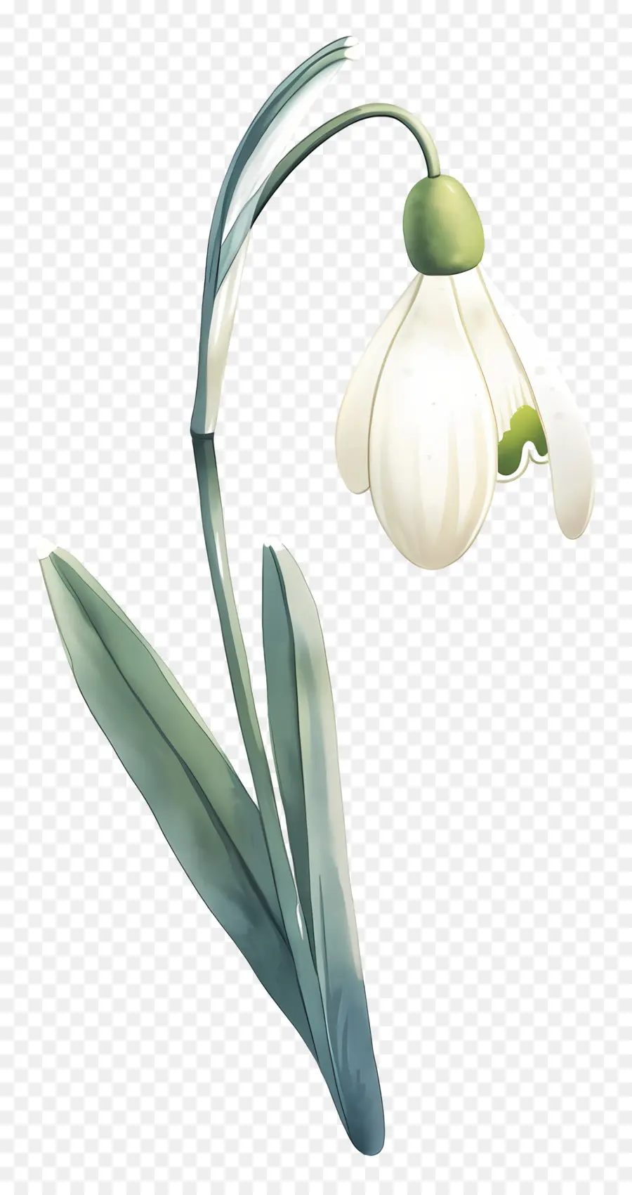 Flor Floco De Neve，Floco De Neve Branco PNG