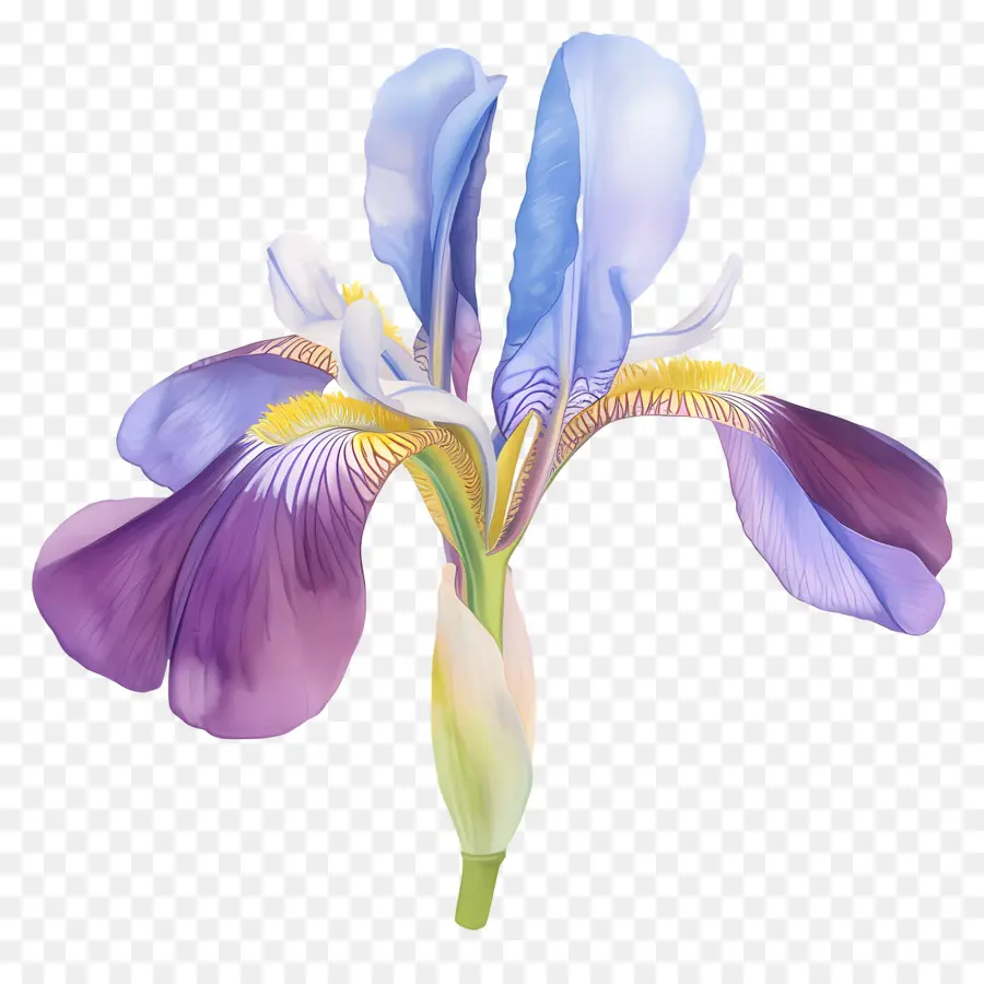 Íris Argelina，Flor De íris PNG