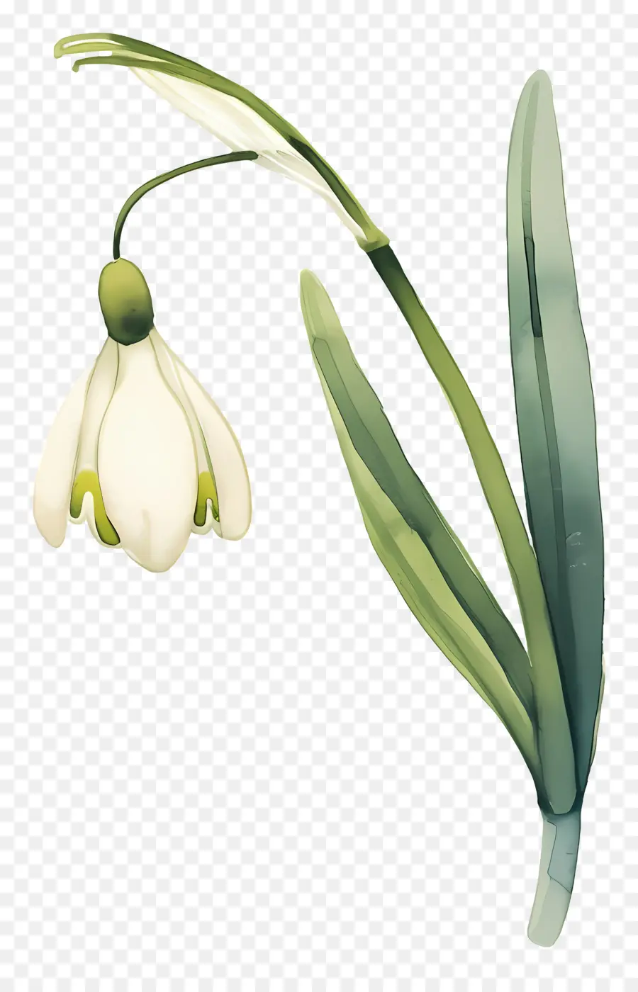 Flor Floco De Neve，Floco De Neve Branco PNG