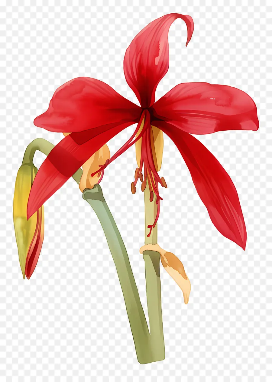 Flor De Amarílis，Flor Vermelha PNG