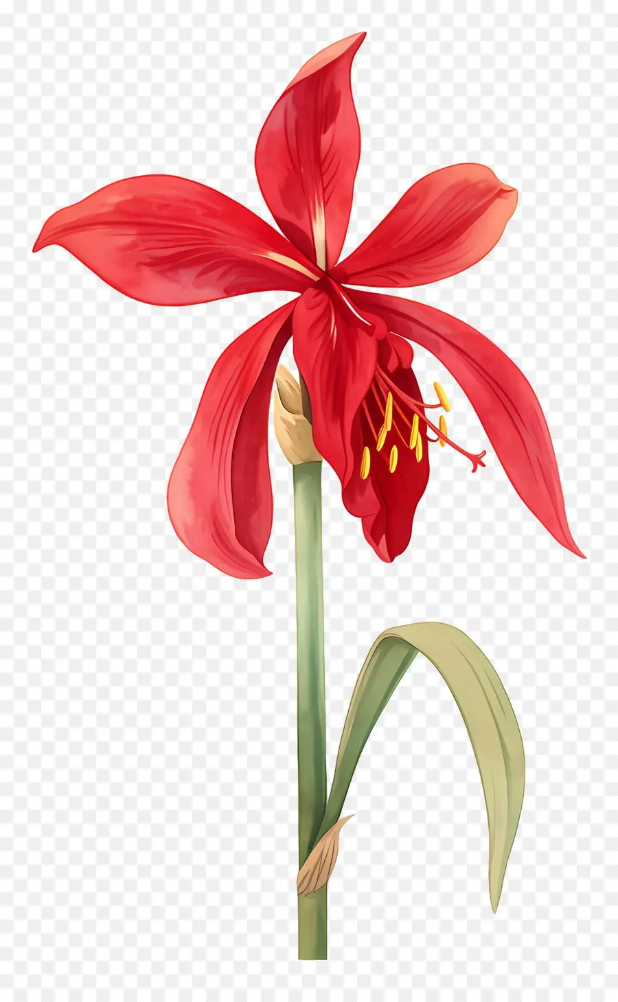 Flor De Amarílis，Flor Vermelha PNG