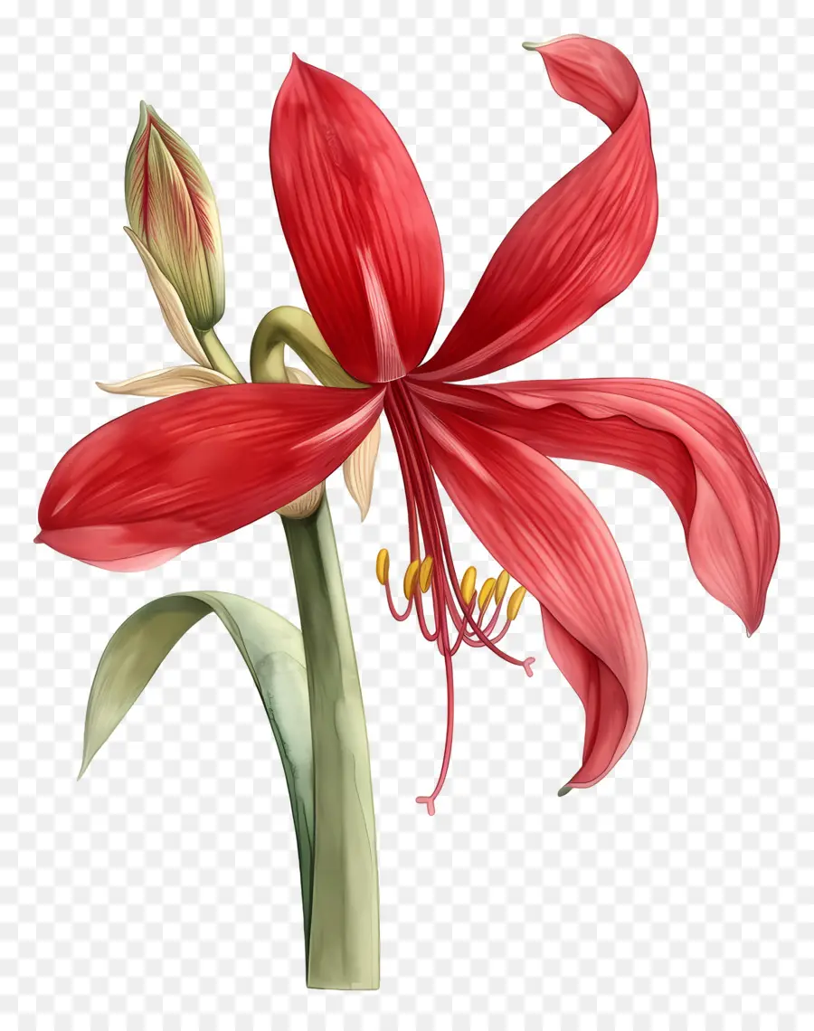 Flor De Amarílis，Flor Vermelha PNG