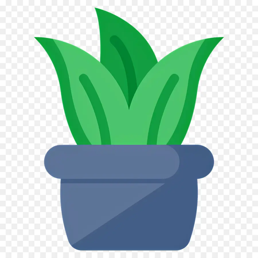 Aloe Vera，Planta Em Vaso PNG