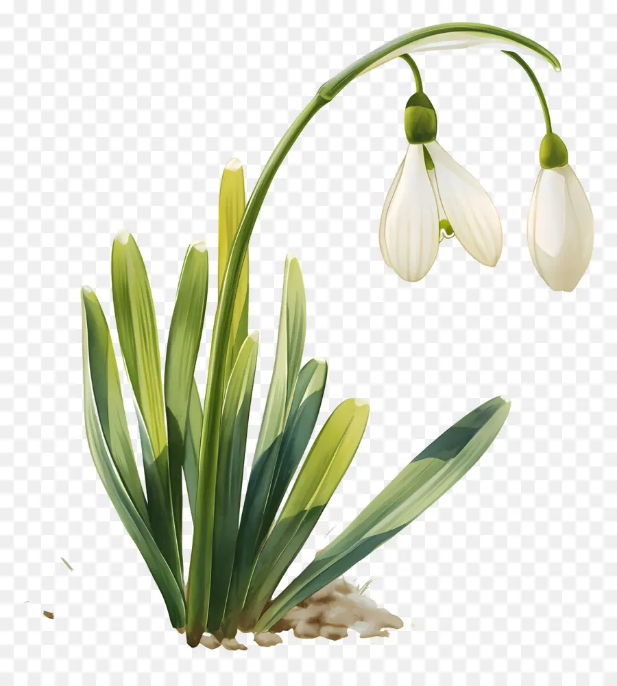 Flor Floco De Neve，Branco PNG