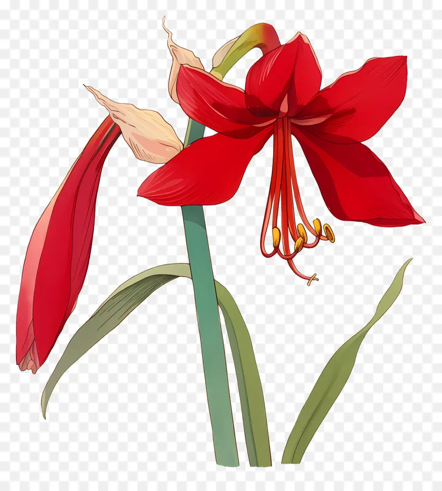 Flor De Amarílis，Flor Vermelha PNG