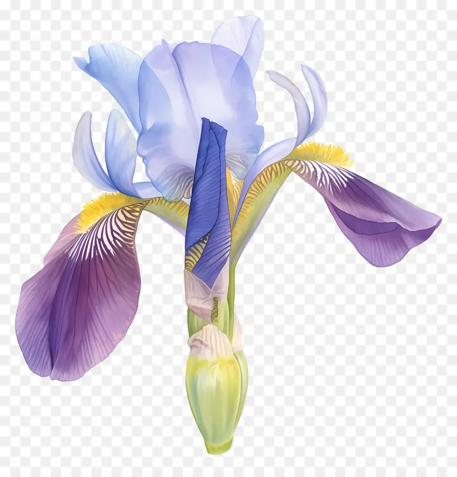 Íris Argelina，Flor De íris PNG