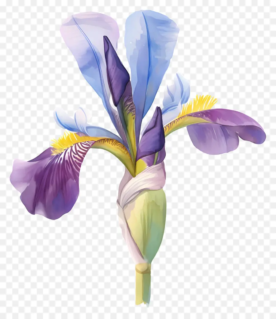 Íris Argelina，Flor De íris PNG