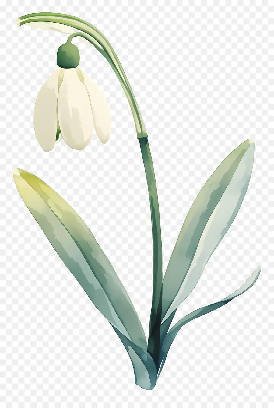 Flor Floco De Neve，Floco De Neve Branco PNG