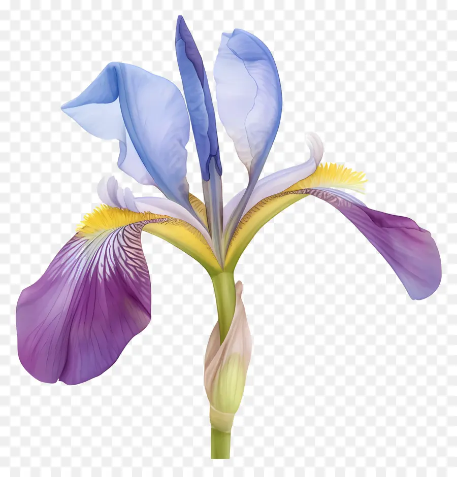 Íris Argelina，Flor De íris PNG