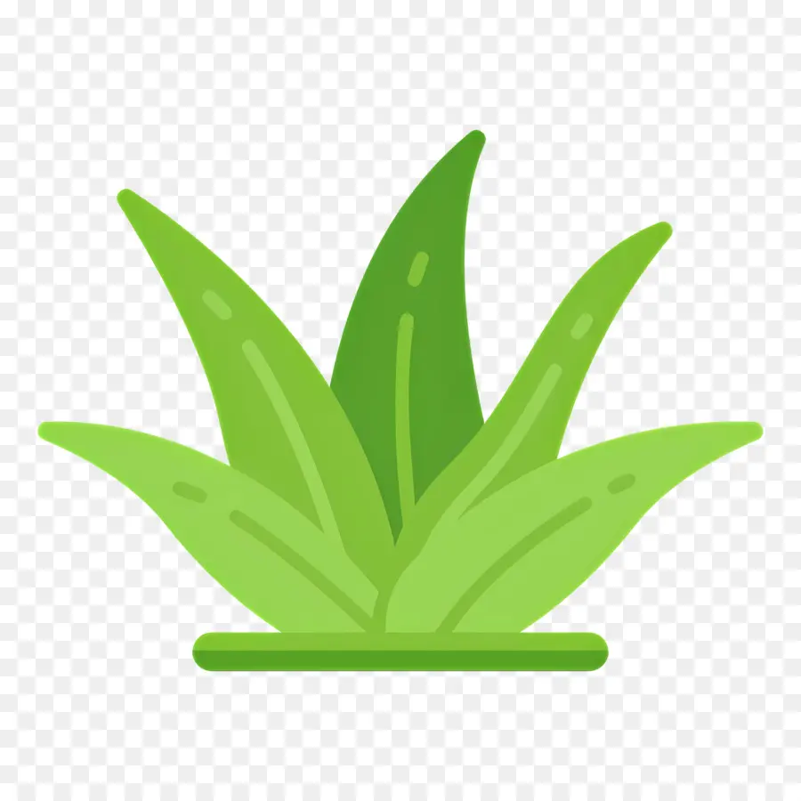 Aloe Vera，Grama PNG