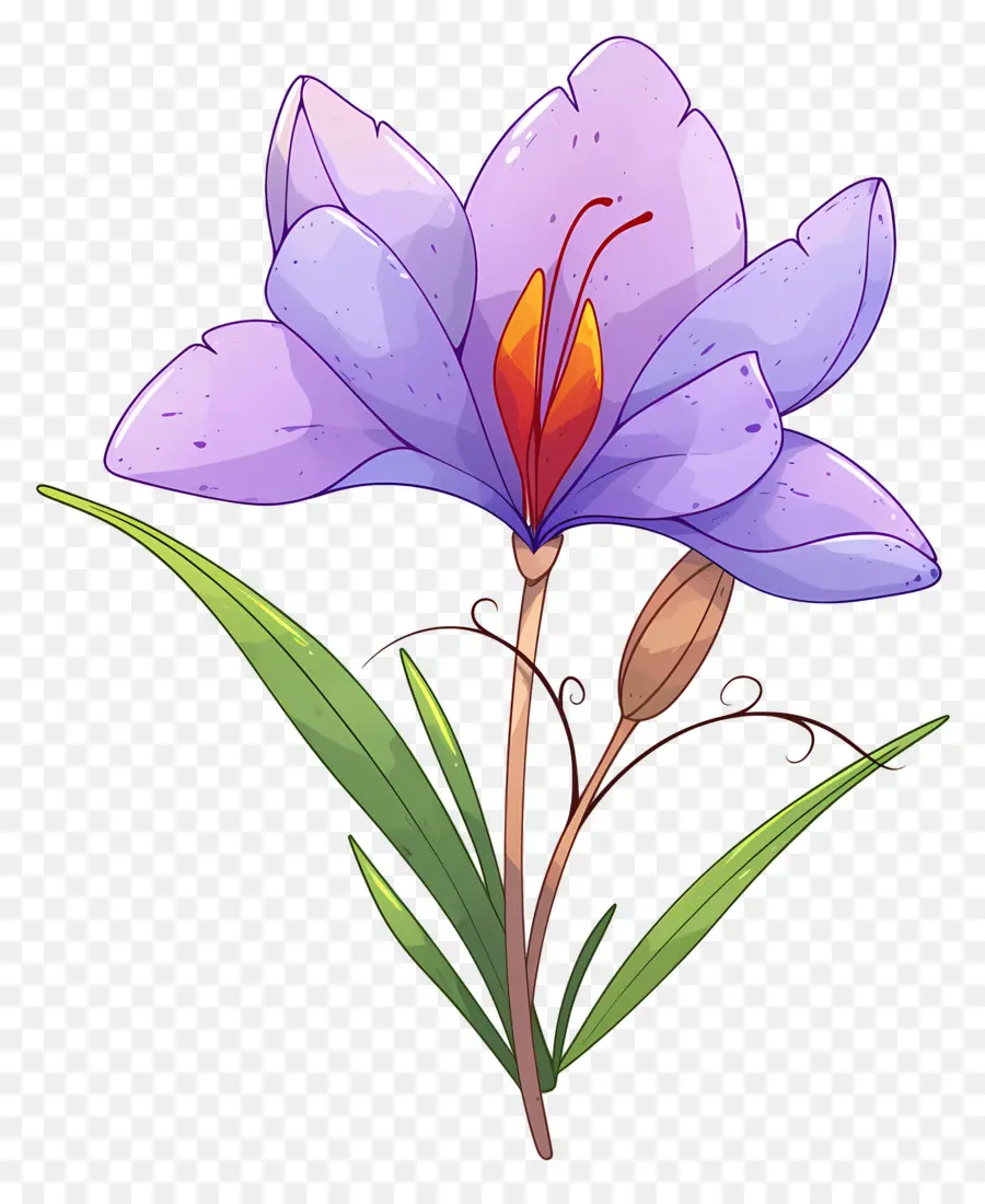 Flor De Açafrão，Flor De Íris PNG