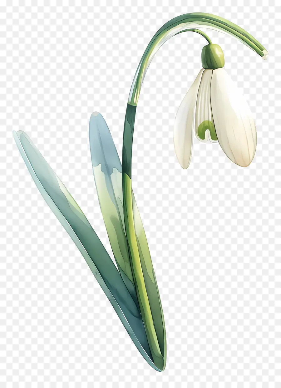 Flor Floco De Neve，Floco De Neve Branco PNG