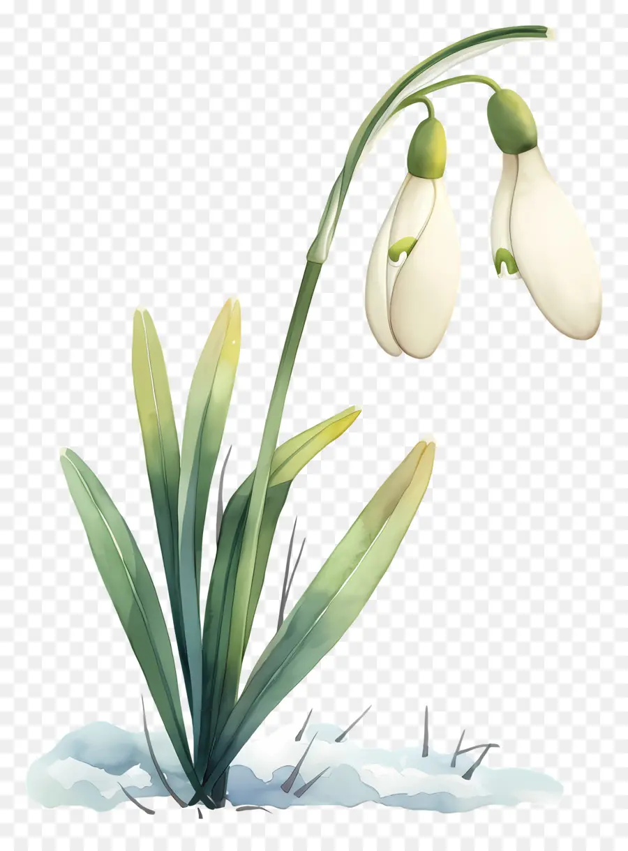 Flor Floco De Neve，Floco De Neve Branco PNG