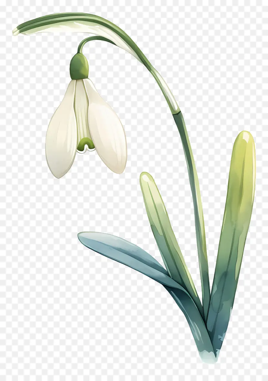 Flor Floco De Neve，Floco De Neve Branco PNG