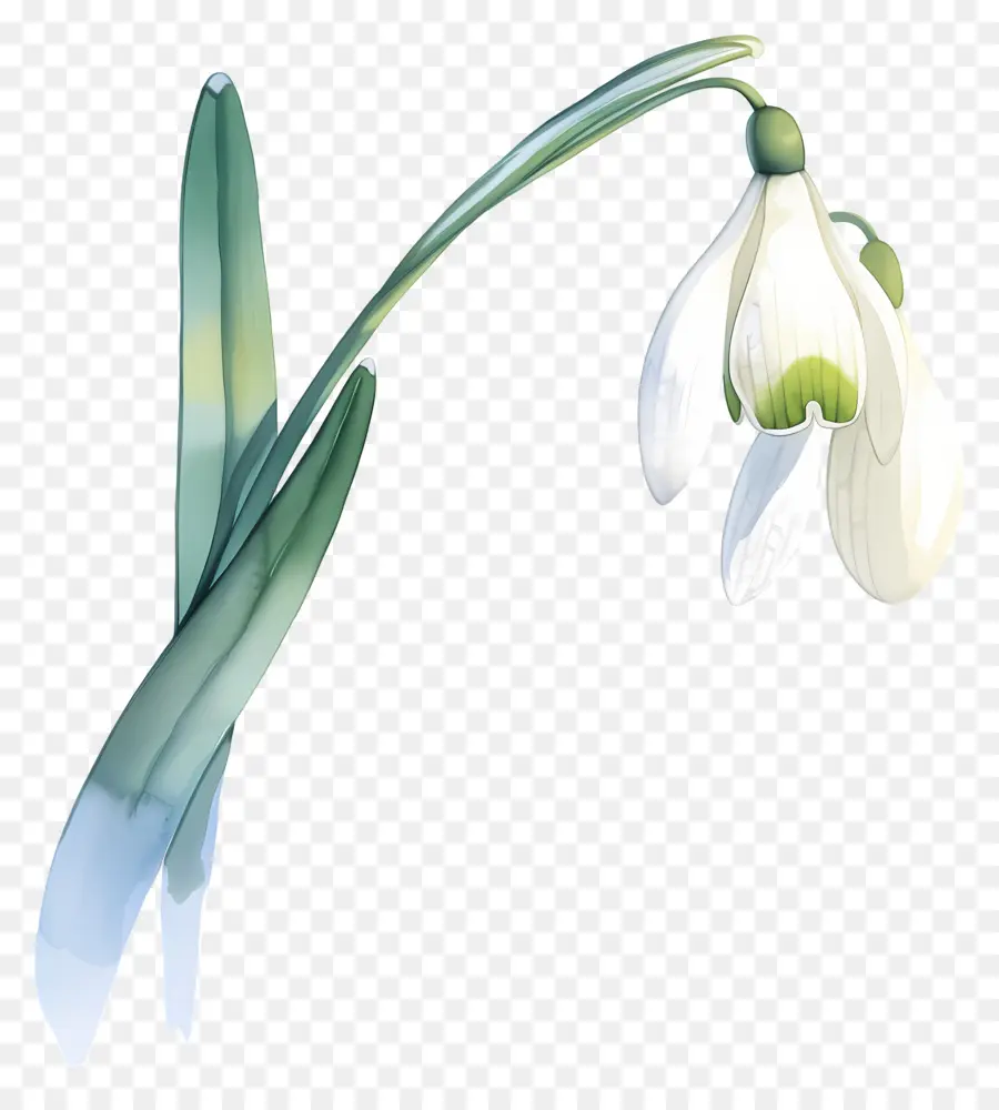 Flor Floco De Neve，Floco De Neve Branco PNG