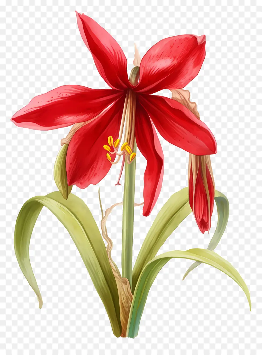 Flor De Amarílis，Flor Vermelha PNG