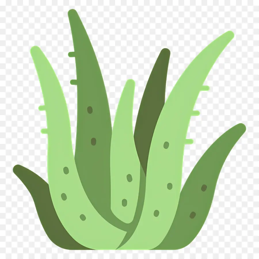 Aloe Vera，Alga PNG