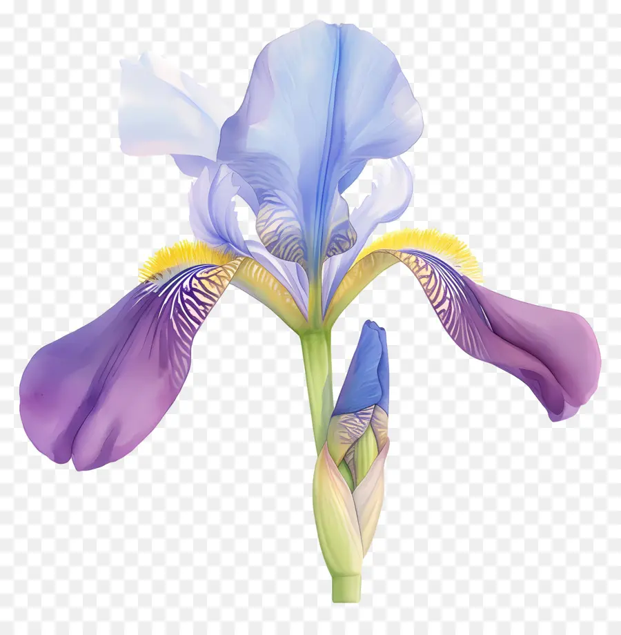 Íris Argelina，Flor De íris PNG