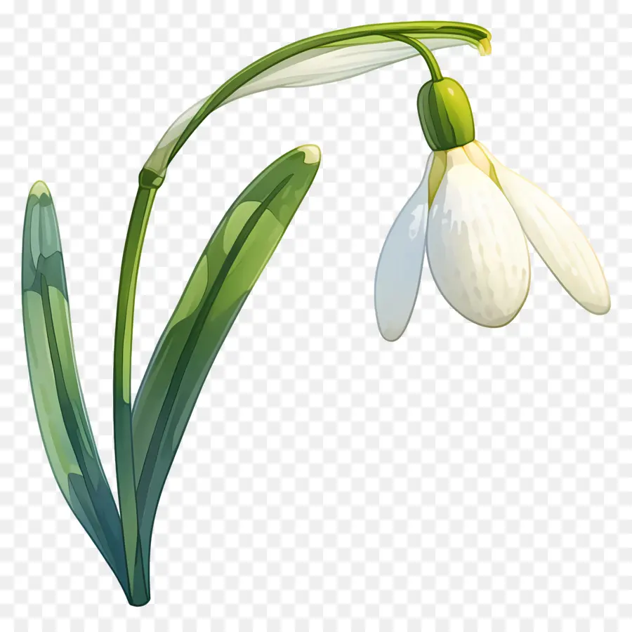 Flor Floco De Neve，Floco De Neve Branco PNG