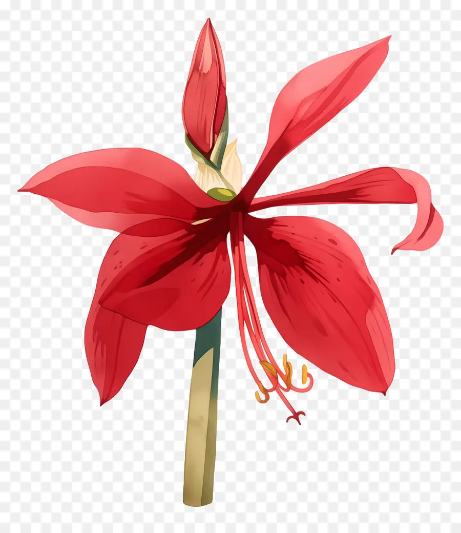 Flor De Amarílis，Flor Vermelha PNG