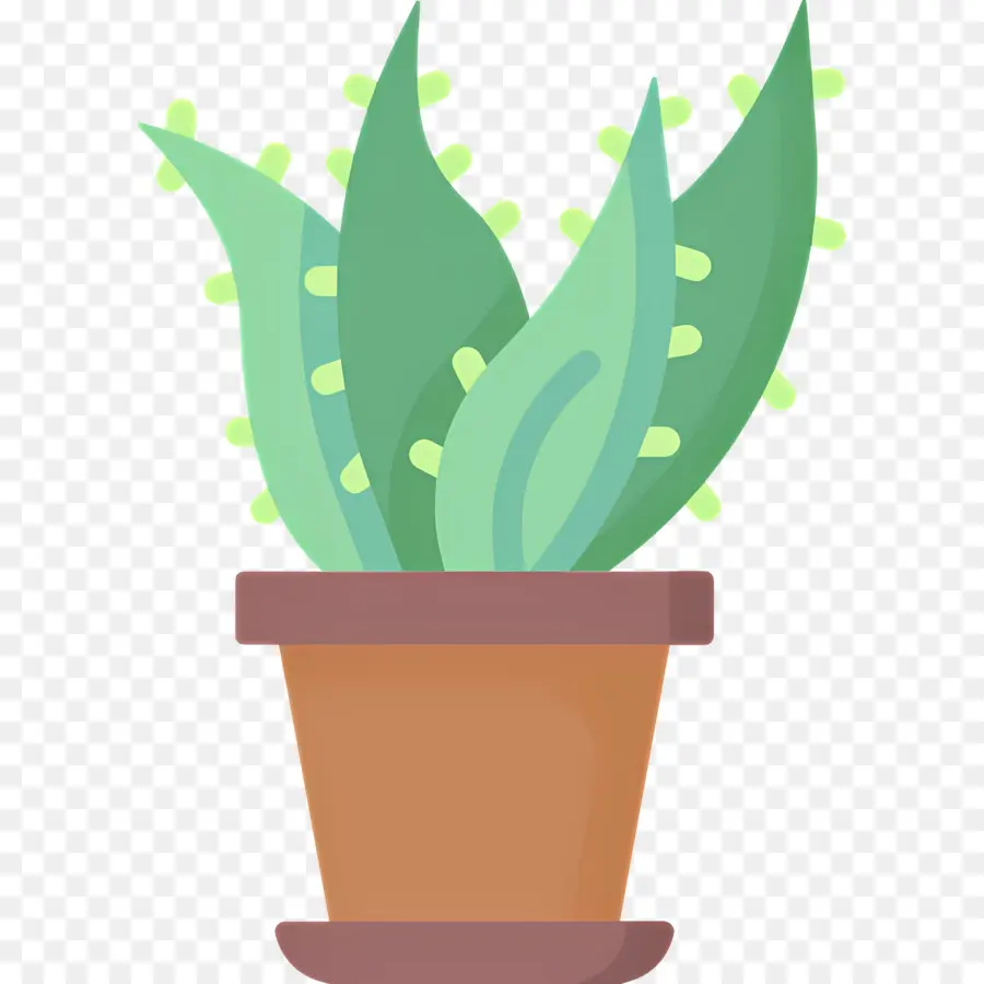 Aloe Vera，Planta Em Vaso PNG