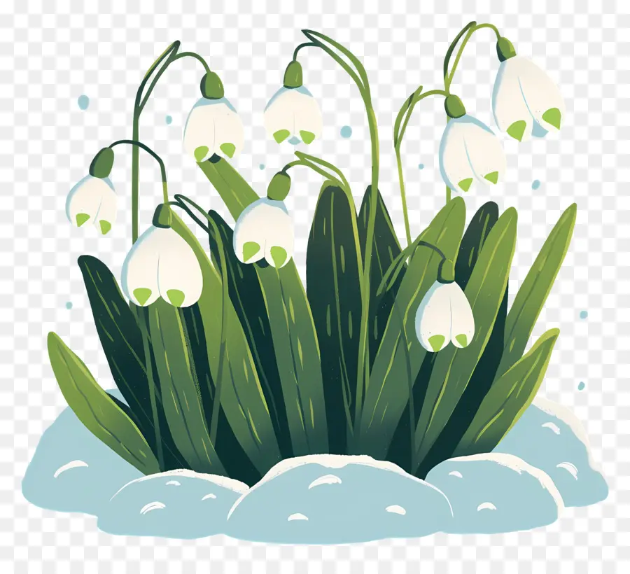 Snowdrops Na Neve，Gotas De Neve PNG