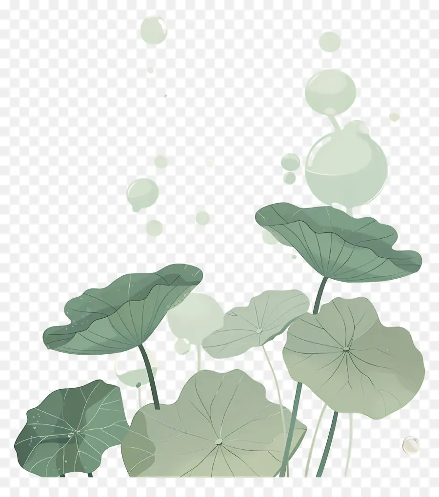 Folhas De Lótus，Folhas E Flores De Lótus PNG